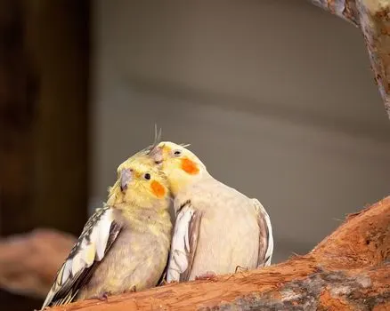 bond-your-birds