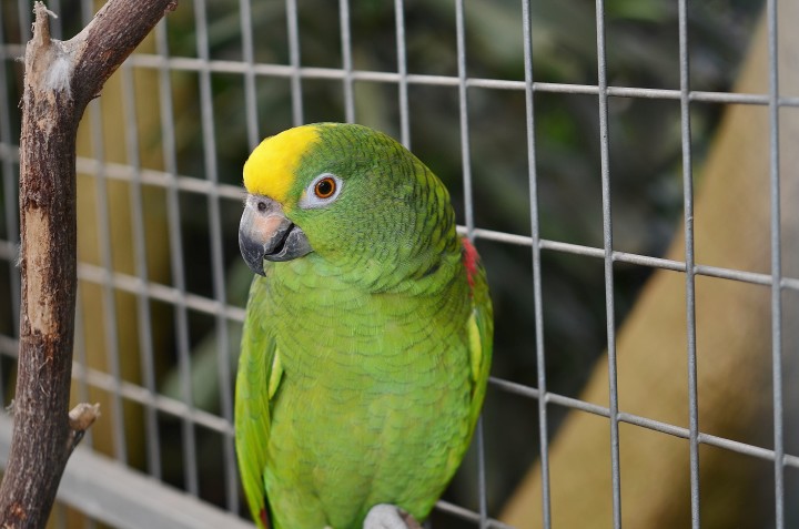 parakeet-breeding