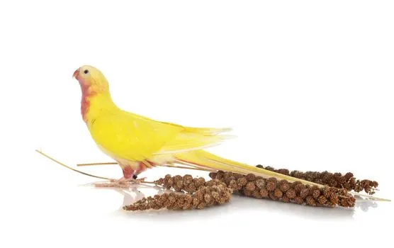 parakeet-food