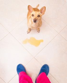 dog-pee-in-house