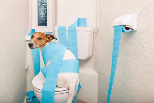 dog-in-toilet