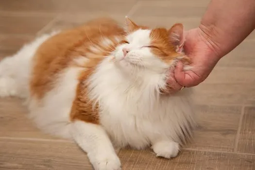 touching-cat's-face