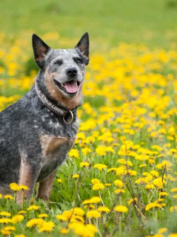 Do Blue Heelers Shed? (Find Out Now!)
