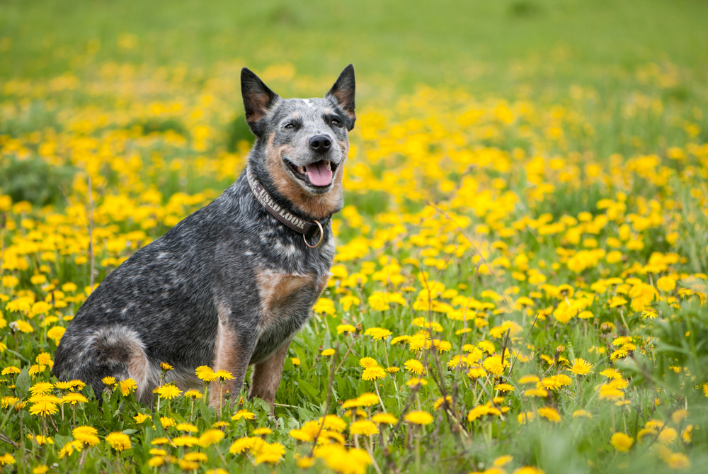 Do Blue Heelers Shed? (Find Out Now!) - Pet Advisers