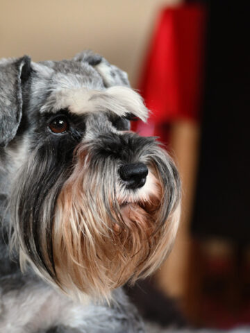 Do Schnauzers Shed? (Yes! Find Out More!)