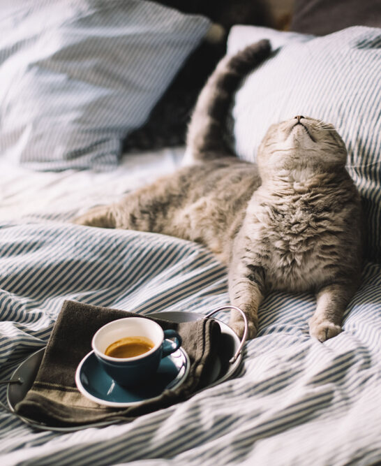Do cats like to cuddle in the morning?