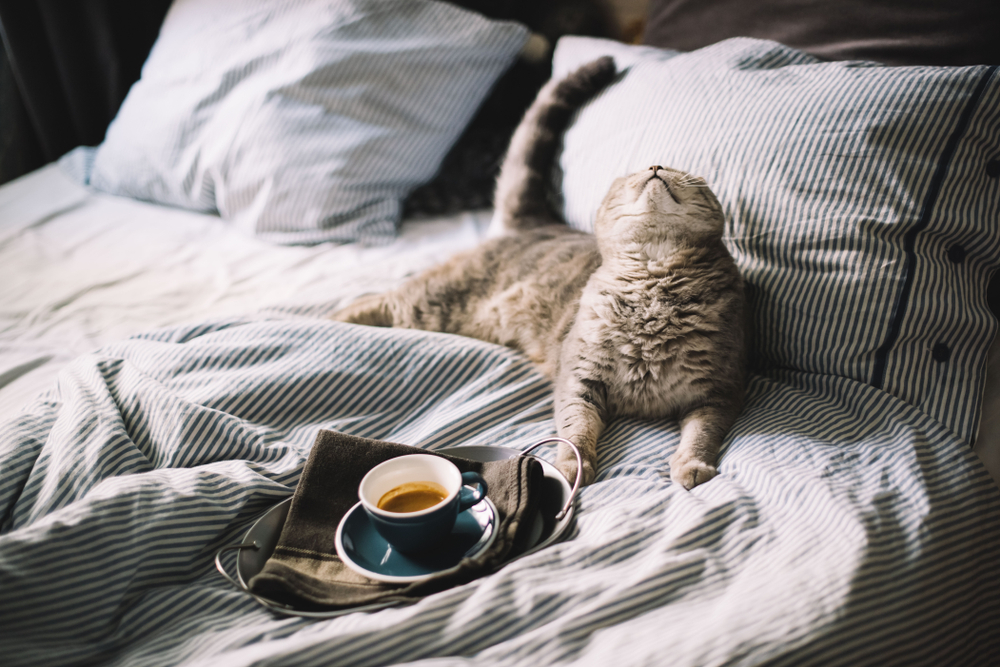 Why Do Cats Like To Cuddle In The Morning? (Find Out Now!)