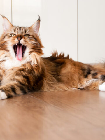 Do Maine Coon Cats Shed? (Find Out Now!)