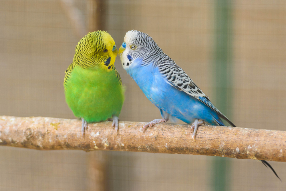 why do parakeets puff up