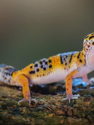 How Often Do Leopard Geckos Shed? (Find Out Now!)