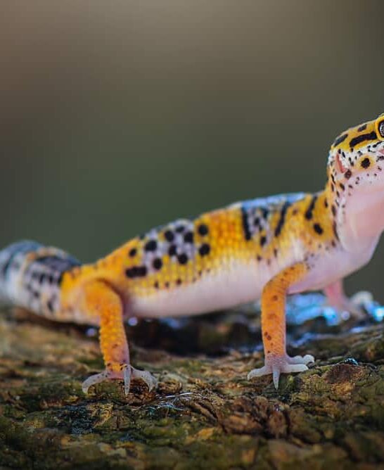 How often do Leopard Geckos shed?