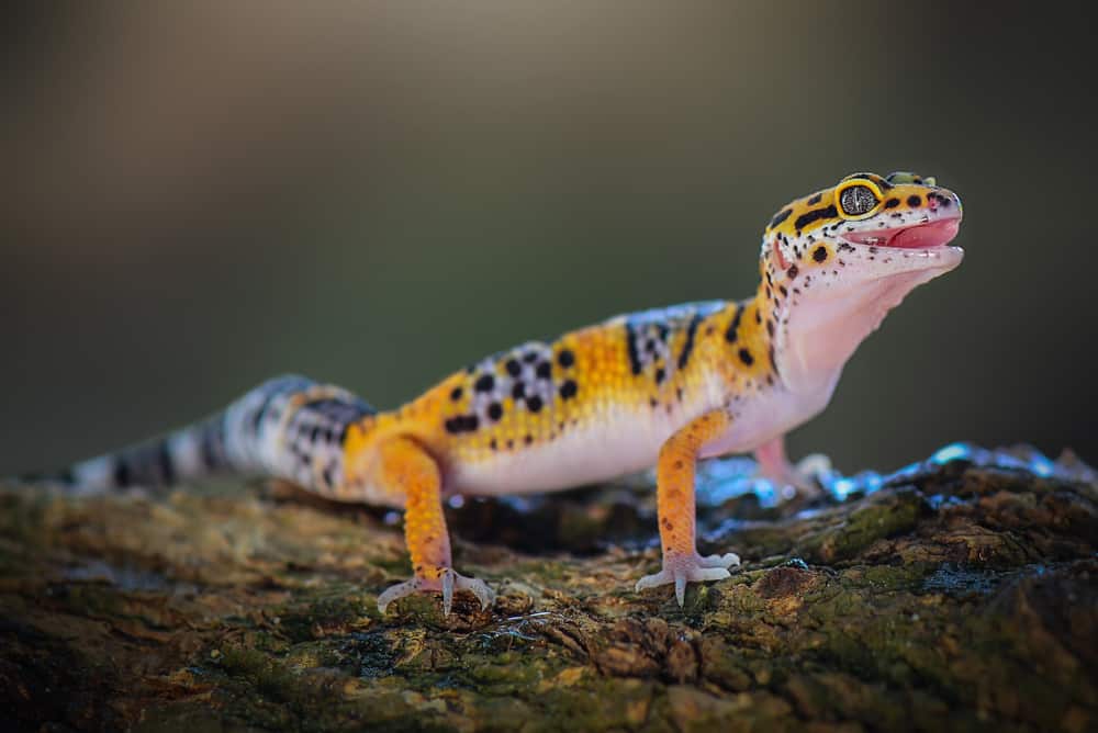 How often do Leopard Geckos shed?