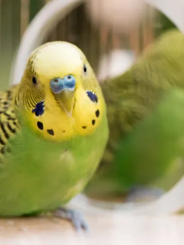 Are Parakeets Color Blind? (Find Out Now!)