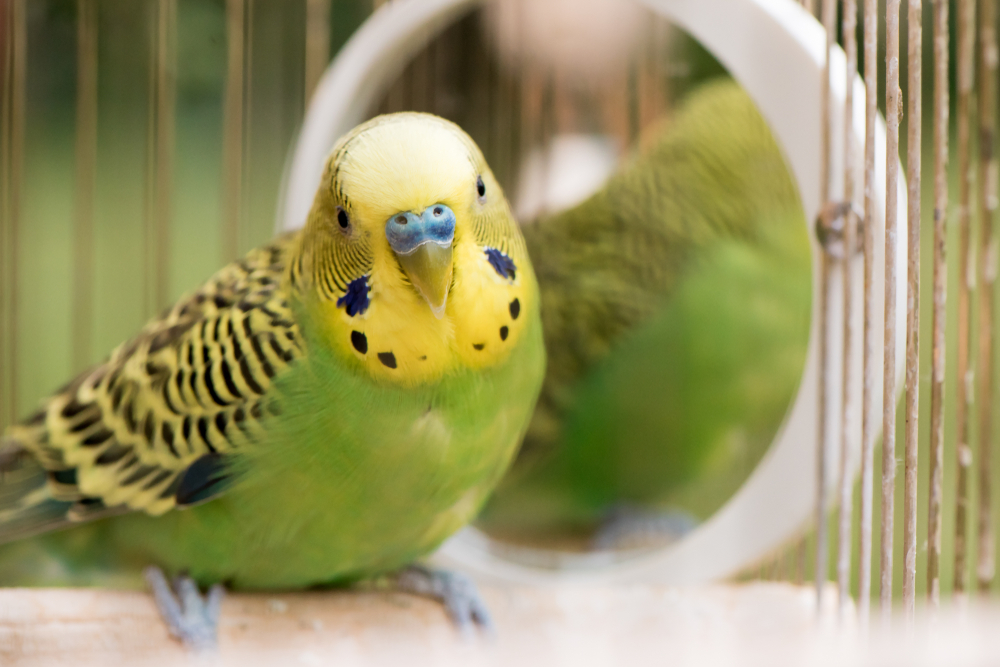 are parakeets color blind?