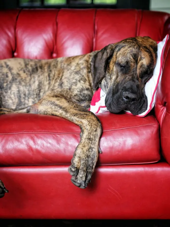 Are Great Danes Hypoallergenic (Find Out Now!)