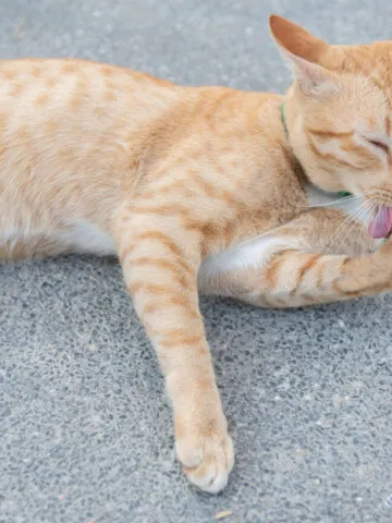 Why Do Cats Lick Concrete? (Find Out Now!)