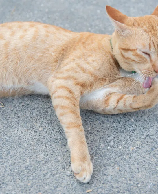 why do cats lick concrete