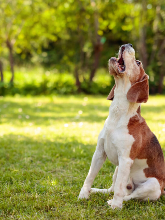 Why Do Dogs Howl At Sirens? (See What The Vet Says!)