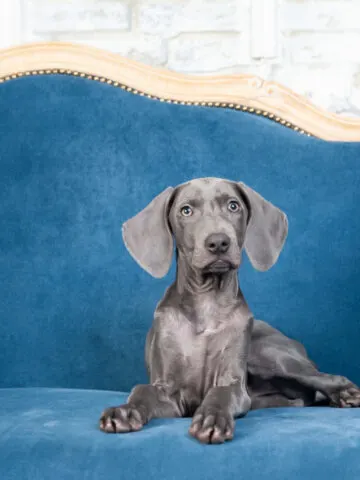 Are Weimaraners Hypoallergenic? (Find Out Now!)