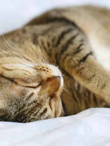 Why Do Cats Sleep With Their Heads Upside Down? (Find Out Now!)