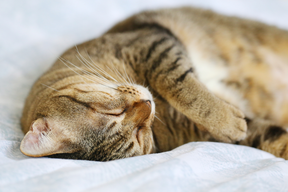 Why do cats sleep upside down?