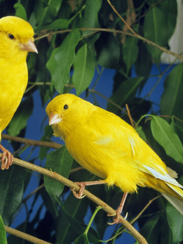 Why Are Canaries So Expensive? (Find Out Now!)