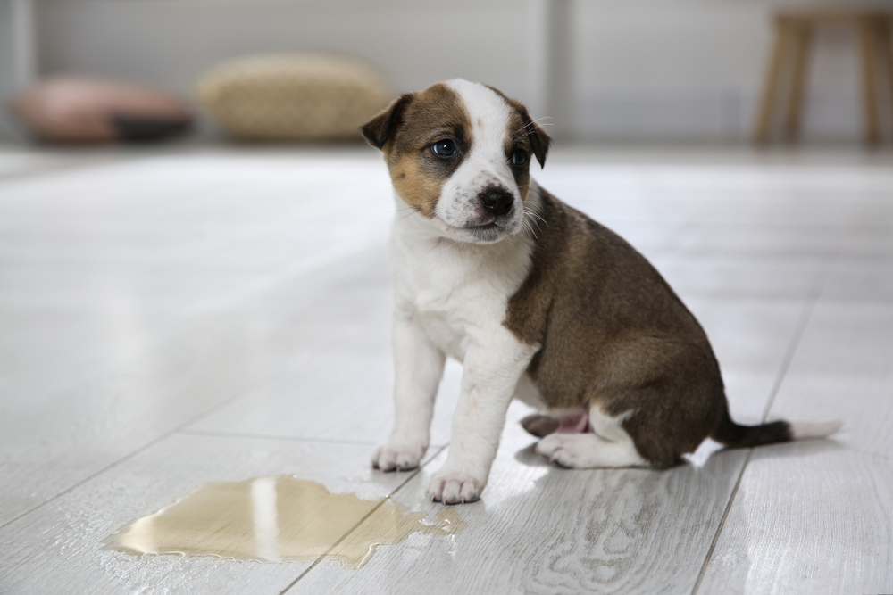 Why Do Dogs Drink Their Own Pee? (Find Out Why!)