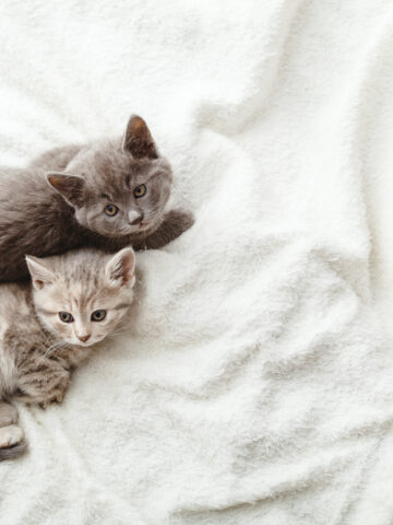 Why Do Cats Like Soft Blankets? (Find Out Now!)