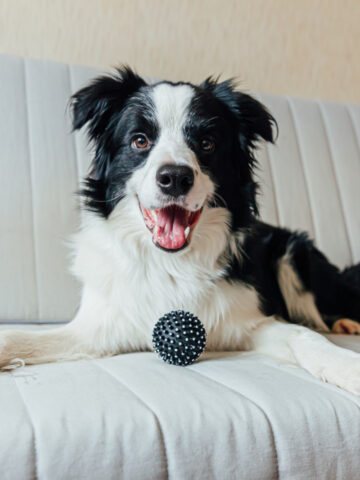Are Border Collies Hypoallergenic? (Find Out Now!)