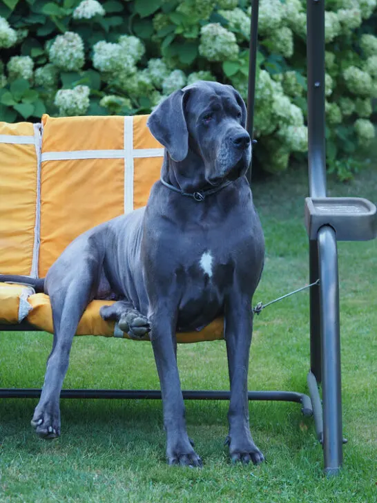 Do Great Danes Shed? (Yes They Do, Find Out More!)