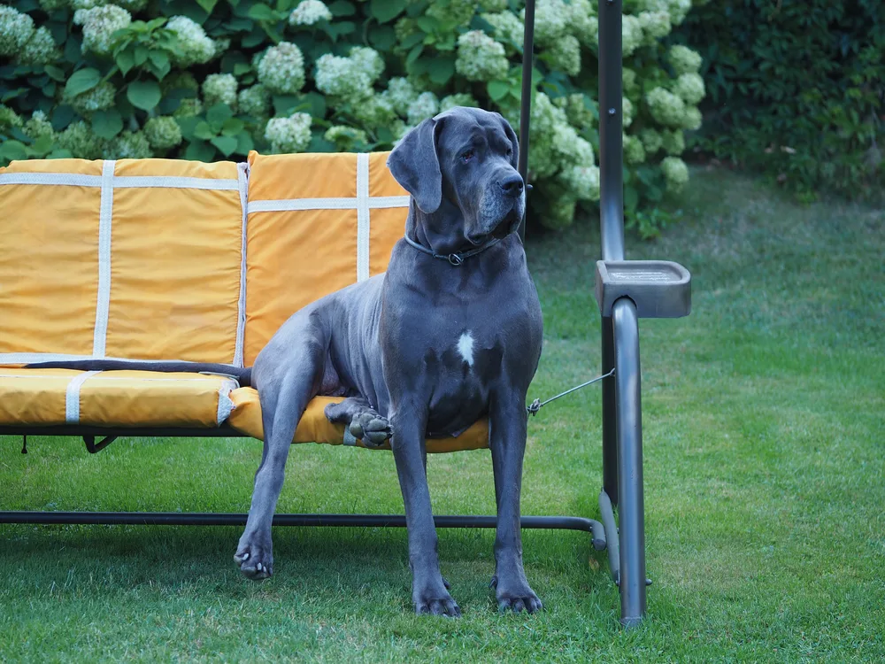 Do Great Danes Shed?