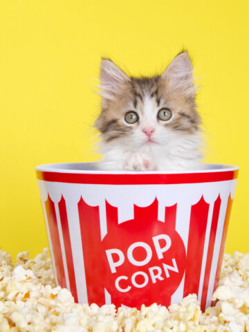 Can Cats Eat Popcorn? (Let’s See What The Vet Says!)
