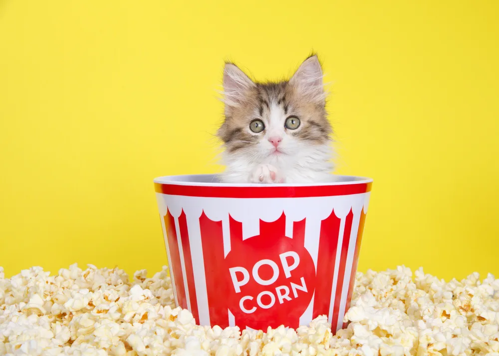 Can Cats eat Popcorn
