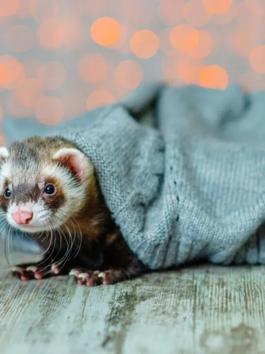 Are Ferrets Hypoallergenic? (No, Find Out Why!)