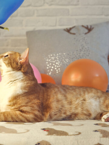 Why Are Cats Afraid Of Balloons? (Find Out Why!)