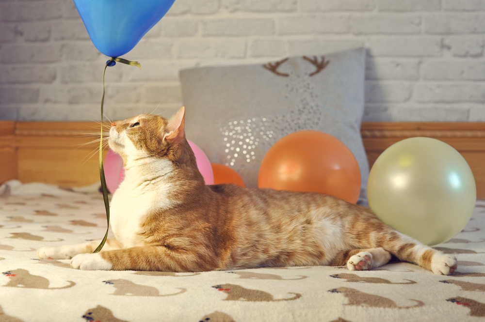 Why are cats afraid of balloons?