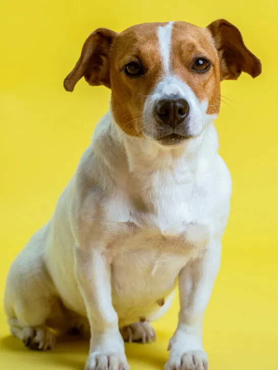 Are Jack Russell Terriers Hypoallergenic? (Find Out Now!)