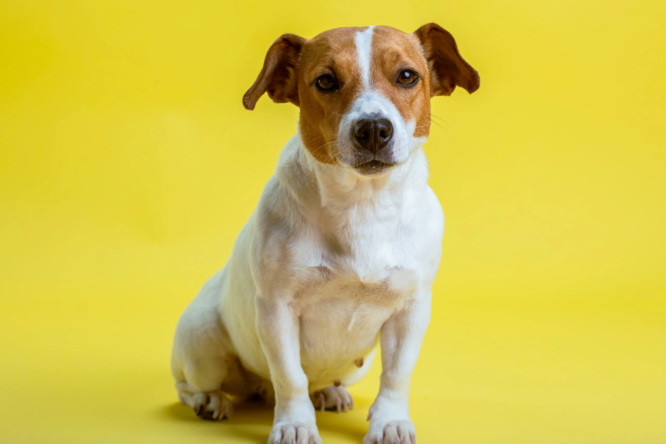 Are jack russell terriers hypoallergenic?