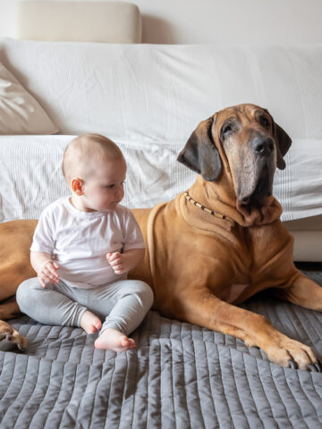 Why Are Dogs Protective Of Babies? (Find Out Now!)