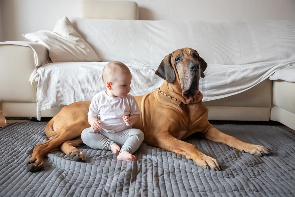 Why are dogs protective of babies