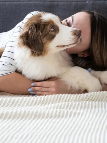 Are Australian Shepherds Hypoallergenic? (Find Out Now!)