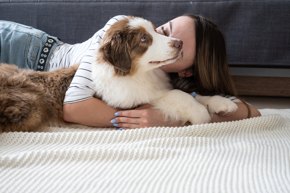 Are Australian Shepherds Hypoallergenic? (Find Out Now!) – Pet Advisers