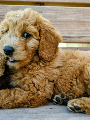 Are Goldendoodles Hypoallergenic? (Find Out Now!)