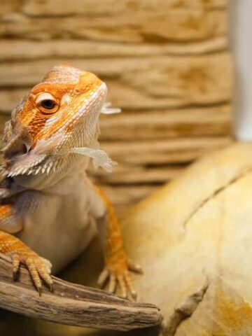 How Often Do Bearded Dragons Shed? (Find Out Now!)
