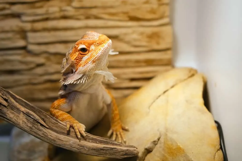 How often do bearded dragons shed