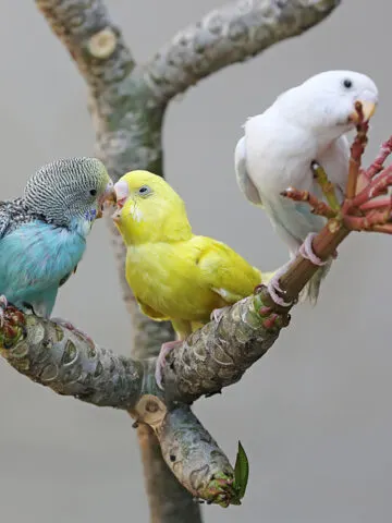 Why Are My Parakeets Fighting? (Find Out Now!)