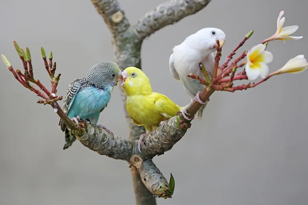 Why are my parakeets fighting?