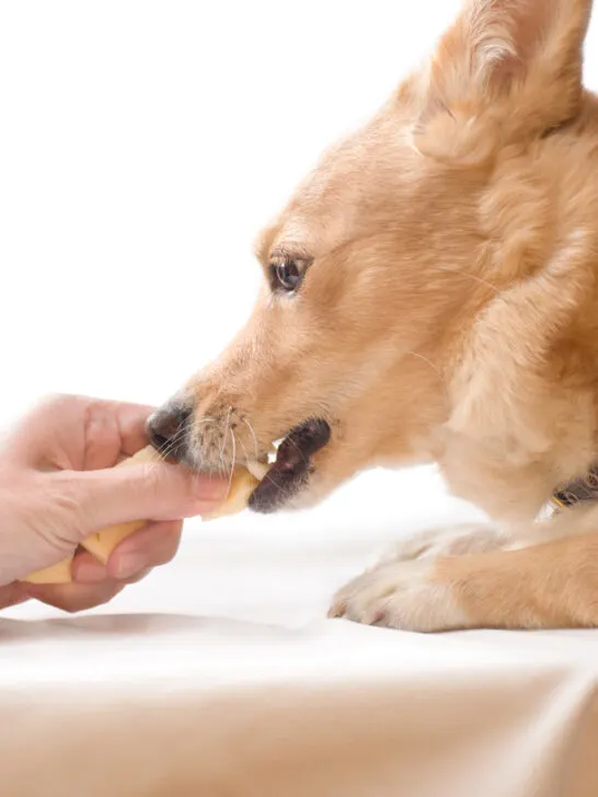 Can Dogs Eat Ginger? (Let’s See What They Vet Says!)