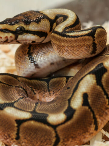 How Often Do Ball Pythons Shed? (Find Out Now!)