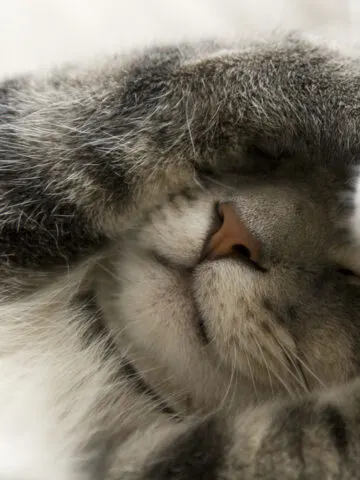 Why Do Cats Cover Their Eyes? (Find Out Now!)